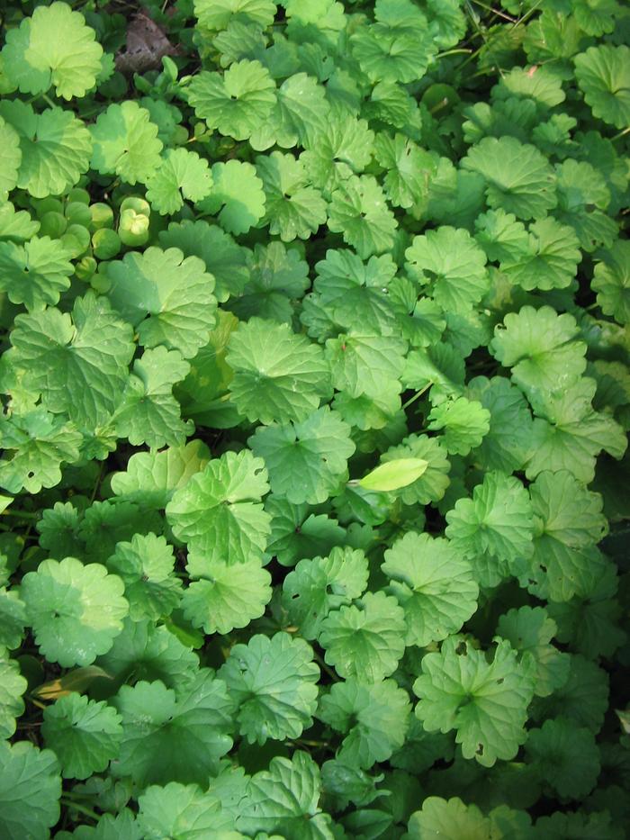 [Thumbnail for creeping plant.JPG]